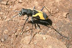Cicindela aurofasciata no Indijas, redzamas lielās acis un apakšžokļi