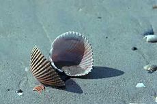 Conchiglia vuota sulla spiaggia