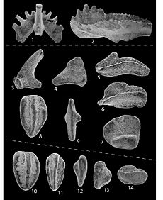 Elemente de conodont din perioada Mississippian, Pennsylvania.