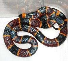 Wąż koralowy wschodni, Micrurus fulvius