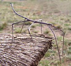 Insectă baston Ctenomorphodes chronus