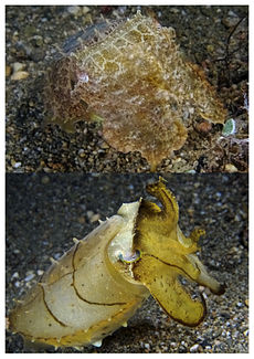 Šī platknābja sēpija (Sepia latimanus) mazāk nekā sekundes laikā var pāriet no maskējošas iedeguma un brūnganas krāsas (augšā) uz dzeltenu ar tumšiem toņiem (apakšā).