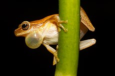 Un microcefalo Dendropsophus maschio: il suo sacco vocale è usato per gracidare