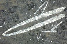 Didymograptus z ordoviku.