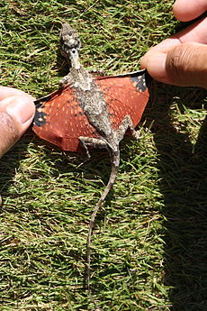 Die Gewöhnliche Segeleidechse, Draco sumatranus, mit ausgebreiteten "Flügeln".