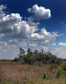 Everglades