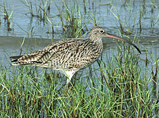 Wader