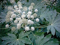 Fatsia japonica  