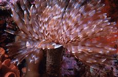 Sabellastarte indica