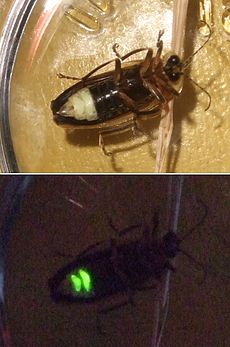 Rytų Kanadoje užfiksuota ugniaplaukė (rūšis nežinoma) - viršutinė nuotrauka daryta su blykste, apatinė - tik su savaimine šviesa.