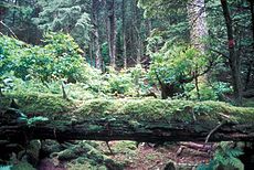 Forrester Island Wilderness USAs Alaska osariigis
