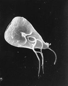 Giardia lamblia è un protozoo parassita flagellato che causa la "febbre del castoro".