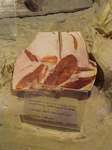 Glossopteris browniana Fossil im Artis Zoo, Amsterdam