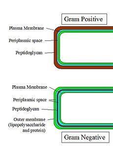Diagramme des parois cellulaires bactériennes