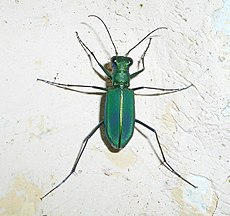 Zaļā tīģervabole