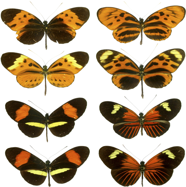 Vakarų pusrutulio atogrąžose gyvenantys drugiai Heliconius yra klasikiniai Miulerio mimikos drugiai.
