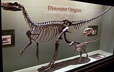 As formas iniciais Herrerasaurus (grande), Eoraptor (pequeno) e um crânio Plateosaurus