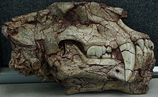 Cráneo de Homotherium crenatidens Museo Paleozoológico de China