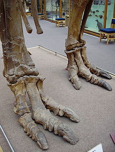 Tre piedi a tre dita di Iguanodon