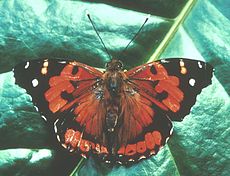 Motyl Kamehameha z pałąkowatymi czułkami i smukłym ciałem