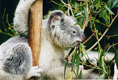 Koala syö lehtiä.  