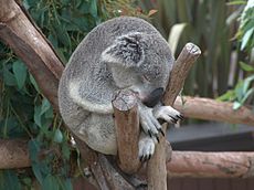 Nukkuva koala eläintarhassa.  