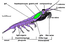 L'anatomia di Krill ha spiegato, usando Euphausia superba come modello