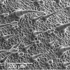 Nicotiana alata yaprağının epidermisinin trikomları (kıl benzeri uzantılar) ve stomaları (göz şeklindeki yarıklar, tam çözünürlükte görülebilir) gösteren SEM görüntüsü.