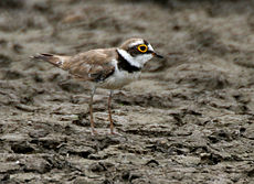 Malý krúžkovník Charadrius dubius