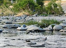 Una parte a scorrimento libero del fiume Los Angeles