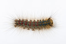 Mustlane (Lymantria dispar dispar) on värviline kahjur, kes toitub paljude puude lehtedest.