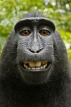 Affe macht Egoismus: Ein Schwarzhaubenmakak (Macaca nigra) macht ein Foto von sich selbst. Unter Anwälten gibt es eine Debatte darüber, wer das Urheberrecht an diesem Bild besitzt: Es ist entweder der Affe oder der Besitzer der Kamera, die benutzt wurde.