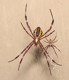 Samica (levo) in samec pajka Argiope appensa: samec je veliko manjši od samice