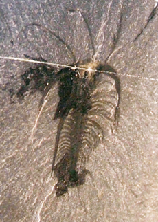 Marrella , ο πιο άφθονος οργανισμός του Burgess Shale