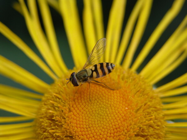 Tipiškas Bateso hoverflynotas, nuspalvintas vapsva, bet turintis tik du sparnus ir musės tipo akis.