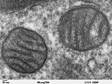 Du mitochondrijų skersiniai pjūviai. Matyti kristos.