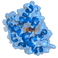Myoglobine (bleue) avec son ligand lié à l'hème (orange).