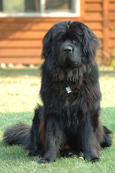 Seekor anjing Newfoundland.