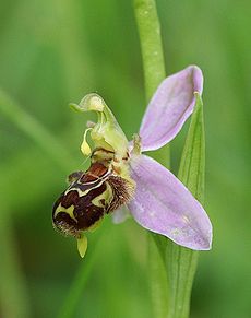 Ophrys apifera está a punto de autopolinizarse