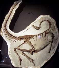 Esemplare di O. edmontonicus trovato nel 1995 con pomelli a forma di penna, Royal Tyrrell Museum