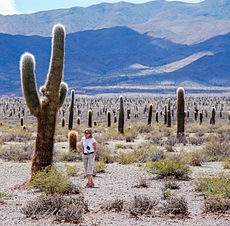 Los Cardones Nationaal Park , Argentinië
