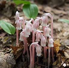 Monotropa uniflora ali rastlina duh je zajedavec. Ta mikoheterotrof se prehranjuje z glivami iz družine Russulaceae.