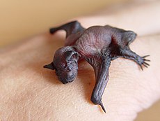 Vauva pipistrelle