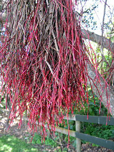 Die Luftwurzel eines jungen Pōhutukawa Baumes (Metrosideros excelsa), Mount Wellington, Auckland, Neuseeland