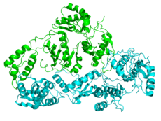 Struttura cristallografica della trascrittasi inversa dell'HIV. La subunità P51 è verde e la subunità P66 è ciano.