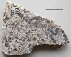 Vista de la superficie de una pieza pulida de chert de Rhynie que muestra muchas secciones transversales de tallos de Rhynia (ejes). La barra de escala es de 1 cm.