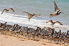 Vätare som slår sig ner på stranden vid högvatten.
