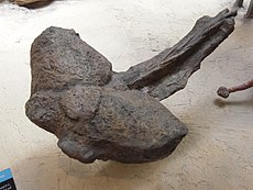 Klinga ogonowa Ankylosaurus
