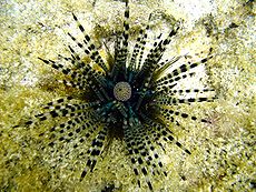 Echinothrix calamaris , jeżowiec z ogromnymi, pasmowymi kolcami. Kula, u góry, w środku, to jego odbyt.