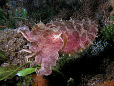 Sepia latimanus , Timorul de Est